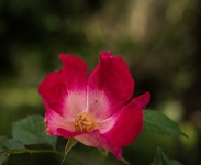 IMG_2208